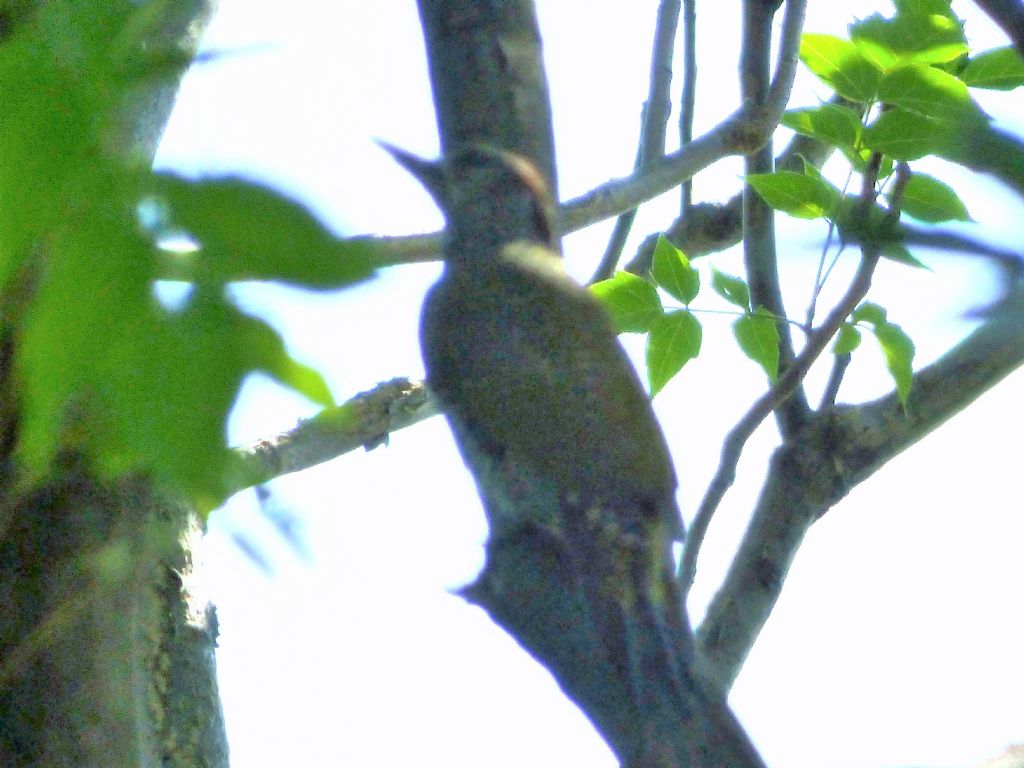 Picchio verde (Picus viridis)